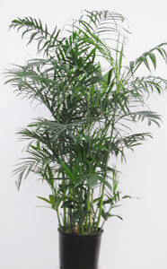 Chamaedorea Seifrizii