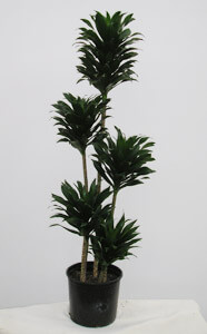 Dracaena Compacta