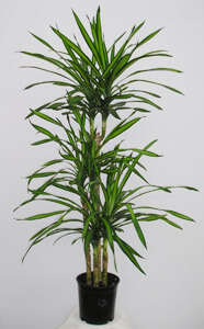 Dracaena-Gold-Star