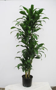 Dracaena-Hawaiigirl-aka-Michiko