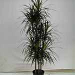 10" Dr Marginata